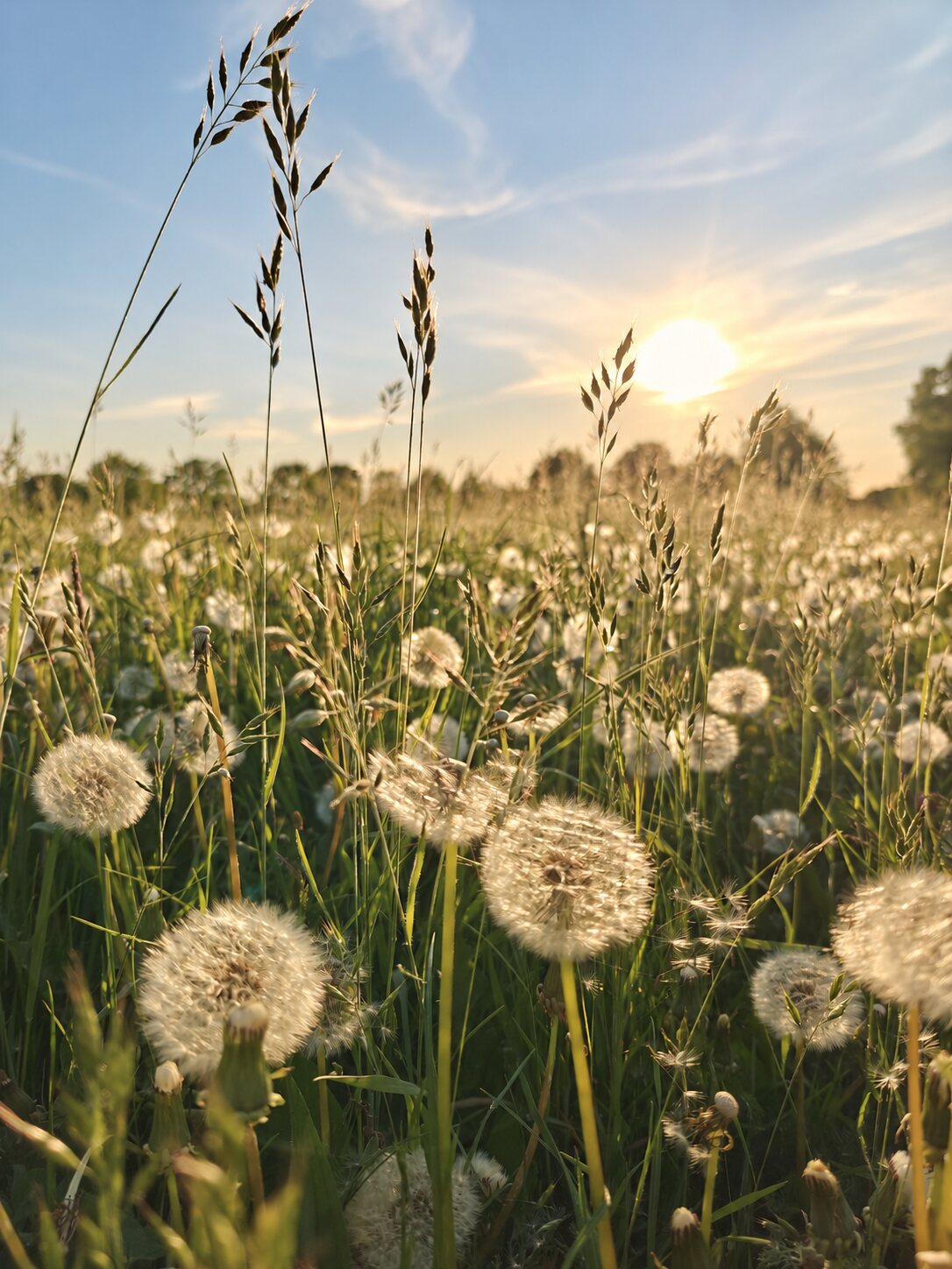Pusteblumen und Gräser im warmen Abendlicht