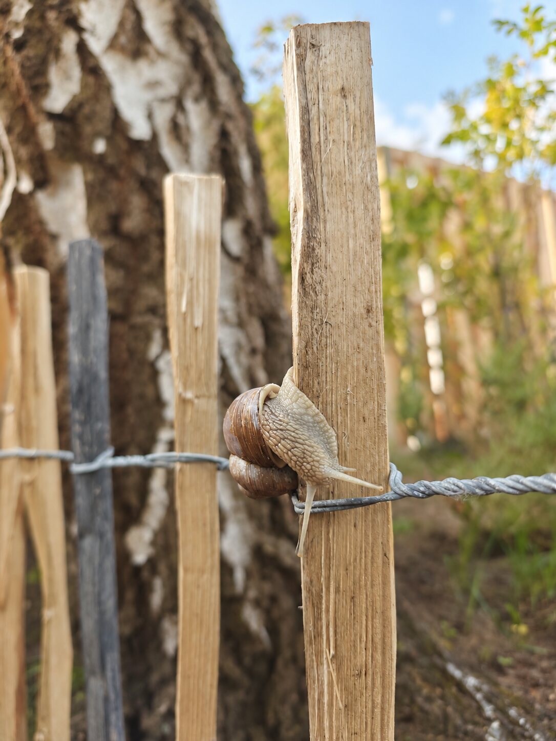 Eine Schnecke bewegt sich langsam an einem Holzpfosten entlang